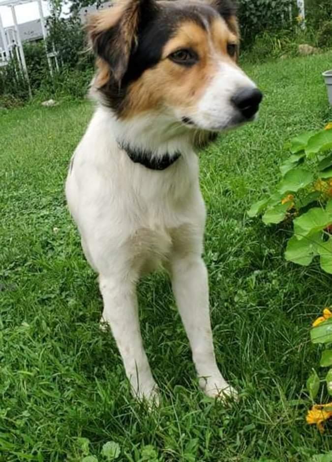 Scout PENDING ADOPTION, an adoptable Collie, Shetland Sheepdog / Sheltie in Kennebunk, ME, 04043 | Photo Image 7