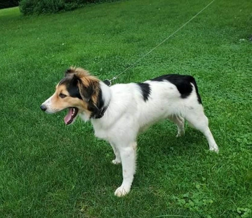 Scout PENDING ADOPTION, an adoptable Collie, Shetland Sheepdog / Sheltie in Kennebunk, ME, 04043 | Photo Image 8