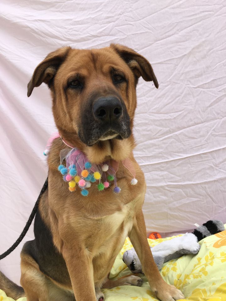 Shar pei german store shepherd mix puppies