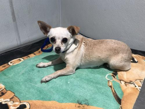 I1353849, an adoptable Chihuahua in Pomona, CA, 91766 | Photo Image 1