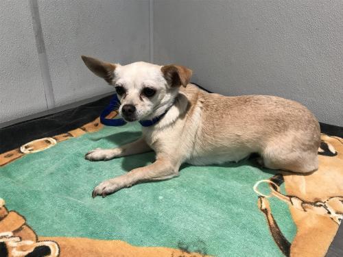 I1353849, an adoptable Chihuahua in Pomona, CA, 91766 | Photo Image 2