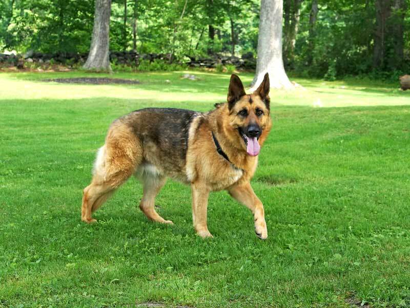 Rikka, an adoptable German Shepherd Dog in Wayland, MA, 01778 | Photo Image 2