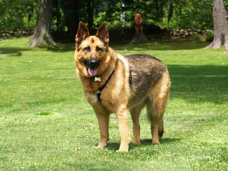 Rikka, an adoptable German Shepherd Dog in Wayland, MA, 01778 | Photo Image 4