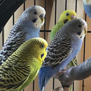 Parakeets, Adult Unknown unknown