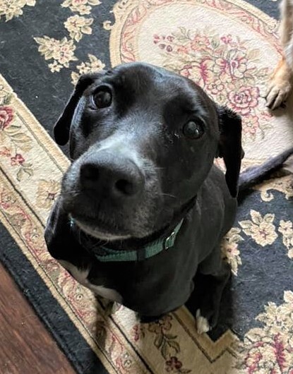 Newton, an adoptable Black Labrador Retriever in Macomb, MI, 48042 | Photo Image 1