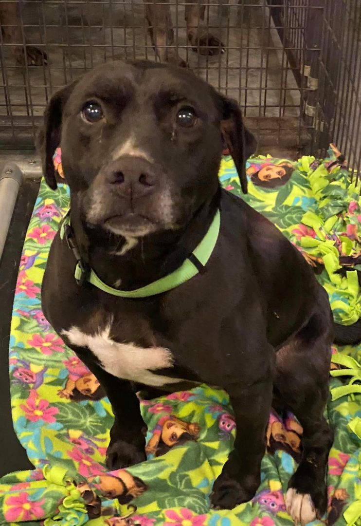 Newton, an adoptable Black Labrador Retriever in Macomb, MI, 48042 | Photo Image 3