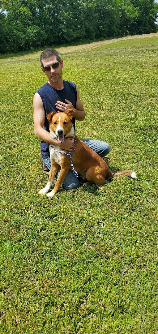 Red, an adoptable Mixed Breed in East Bernstadt, KY, 40729 | Photo Image 1