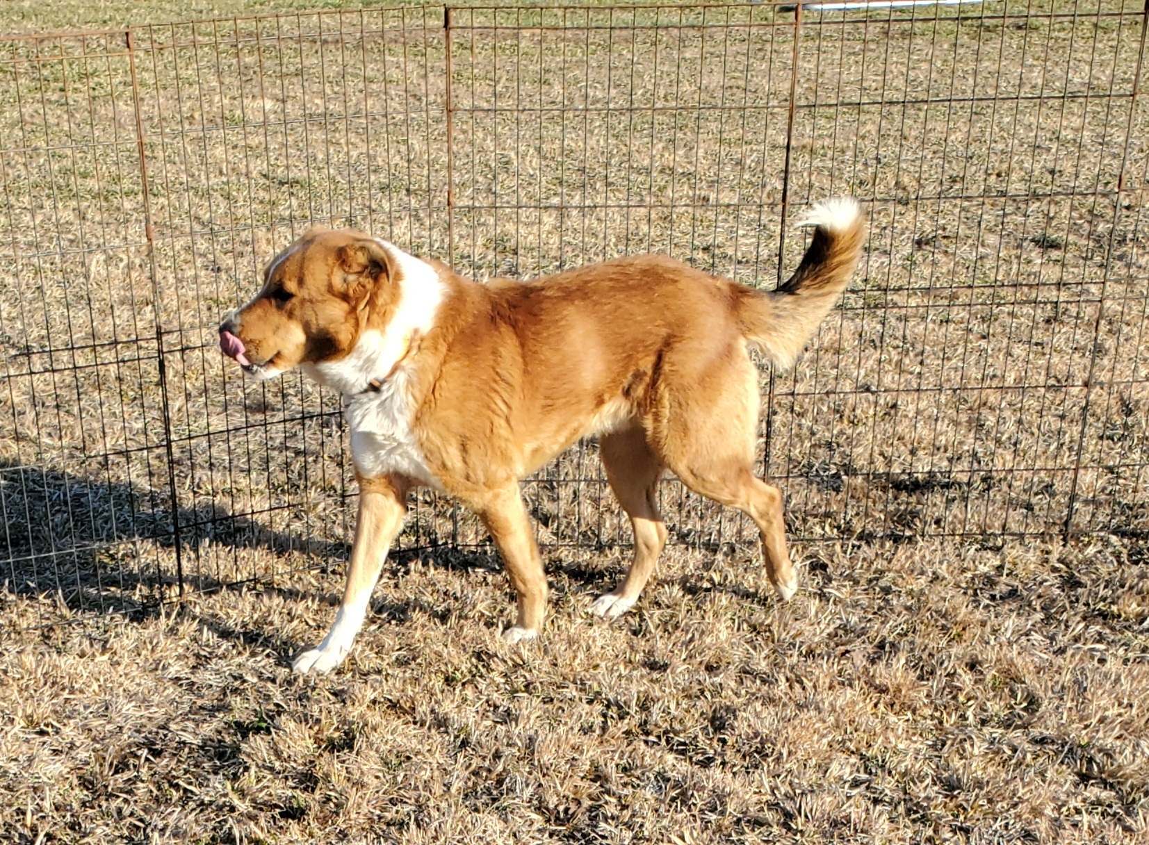 Red, an adoptable Mixed Breed in East Bernstadt, KY, 40729 | Photo Image 2