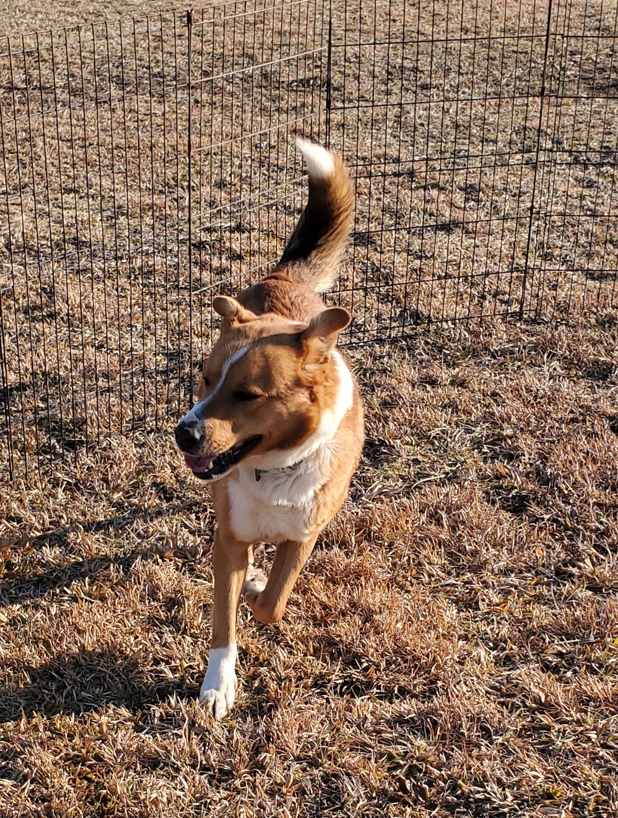 Red, an adoptable Mixed Breed in East Bernstadt, KY, 40729 | Photo Image 4