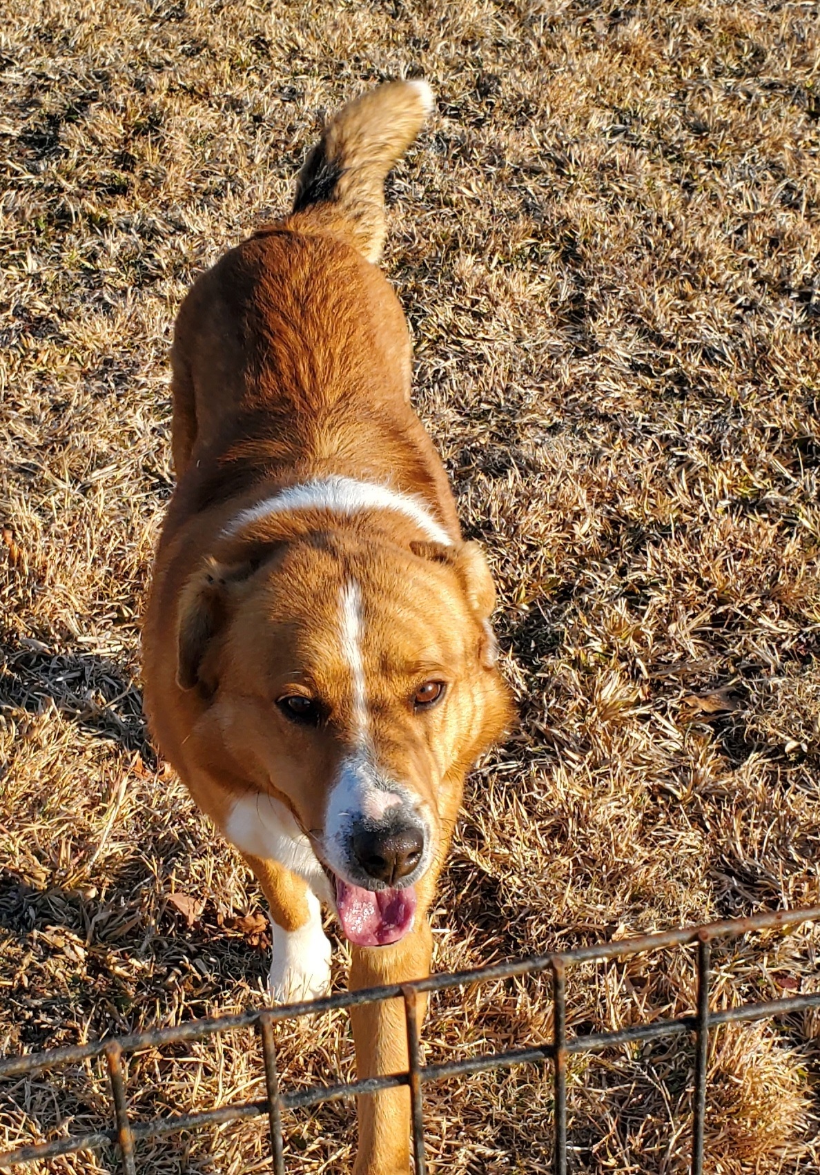 Red, an adoptable Mixed Breed in East Bernstadt, KY, 40729 | Photo Image 6