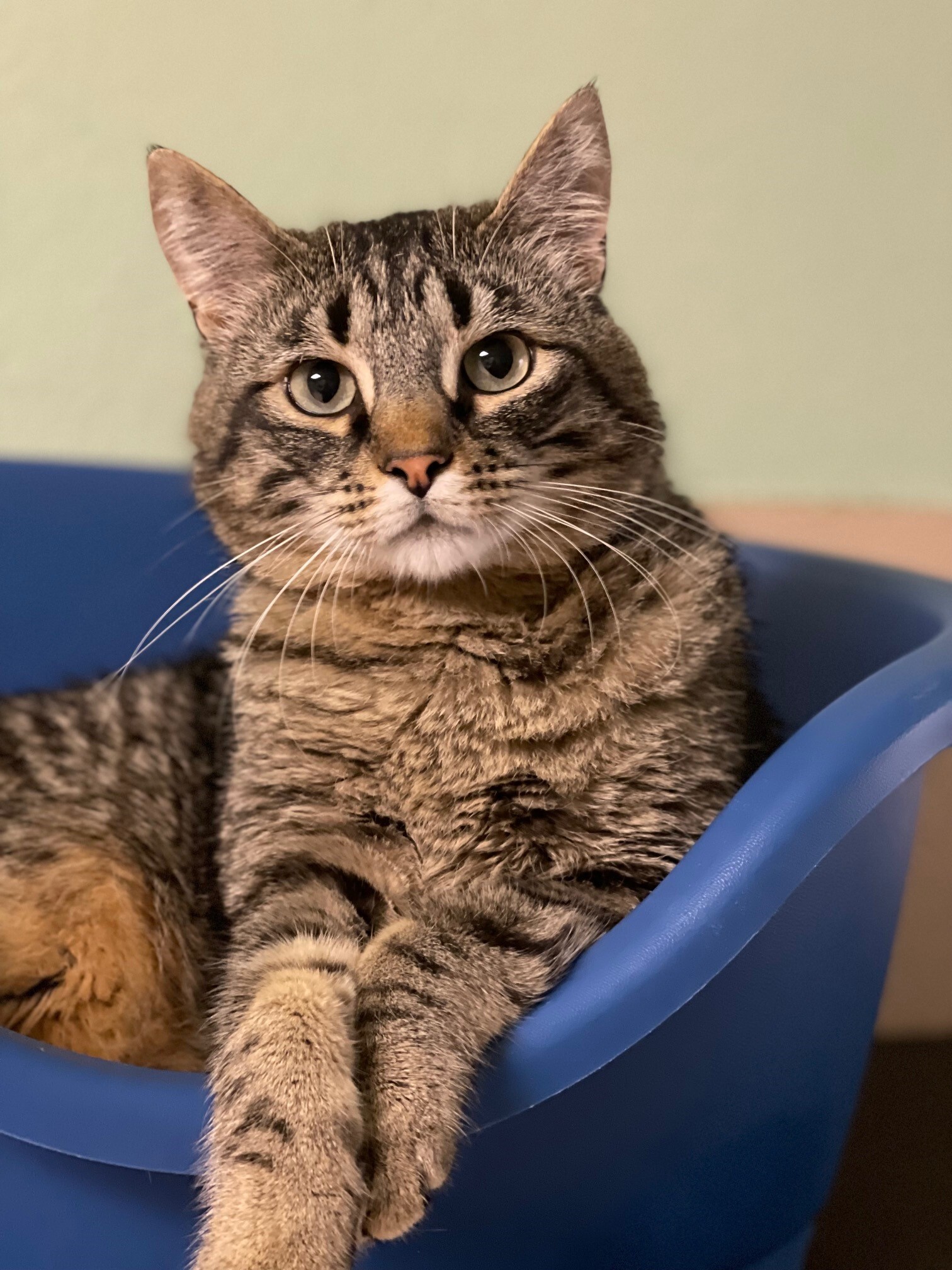 Sterling Silver, an adoptable American Shorthair in Quilcene, WA, 98376 | Photo Image 1