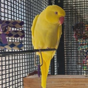 Petra Rose, Senior Female unknown