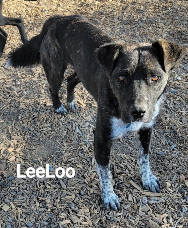 Leeloo, an adoptable Akita Mix in Madras, OR_image-1