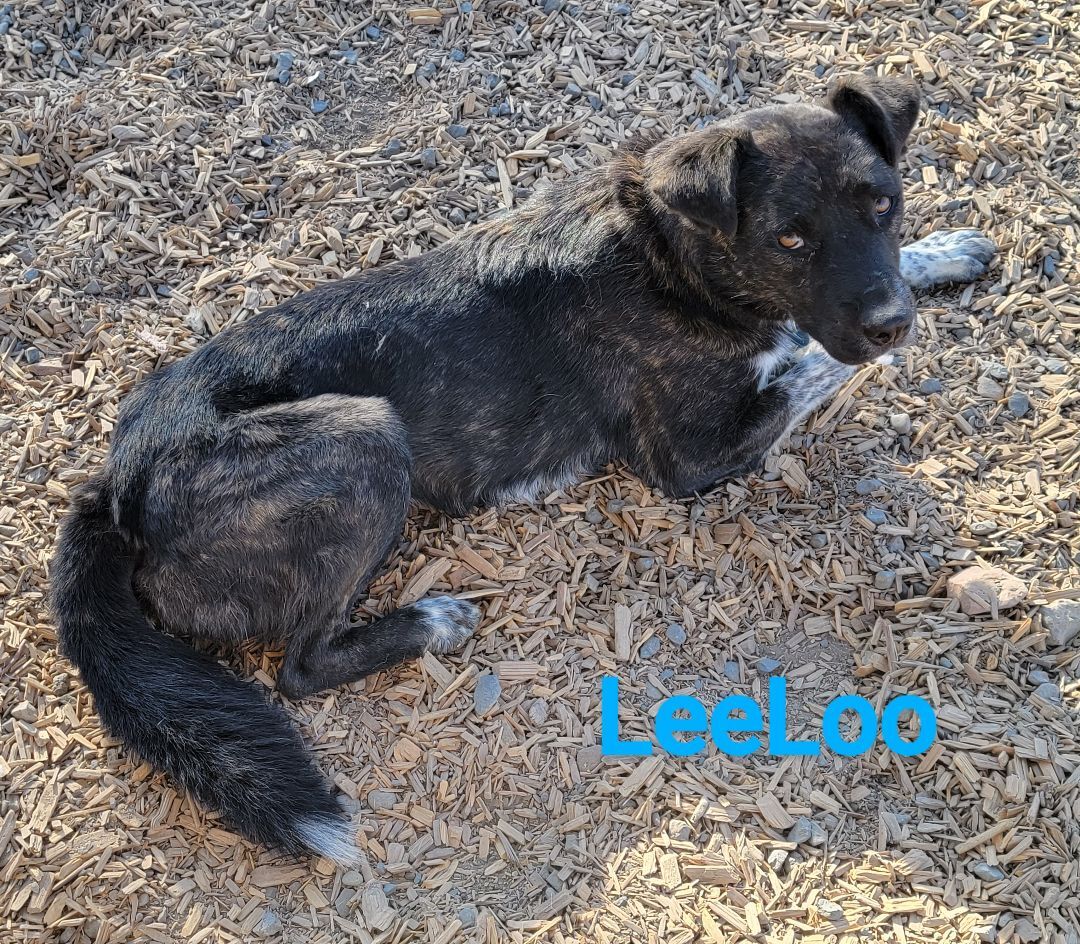 Leeloo, an adoptable Akita in Madras, OR, 97741 | Photo Image 6