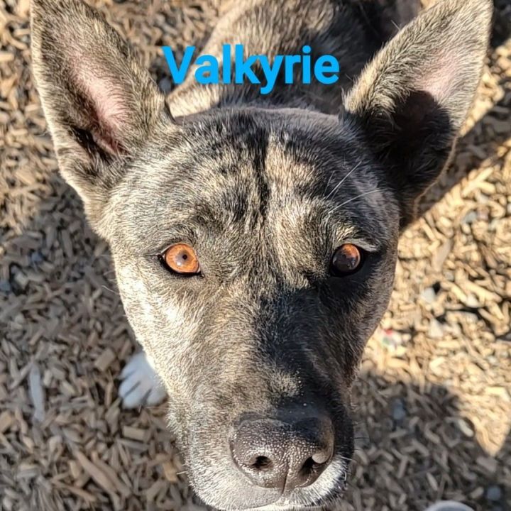 Valkyrie, an adoptable Akita Mix in Madras, OR_image-1