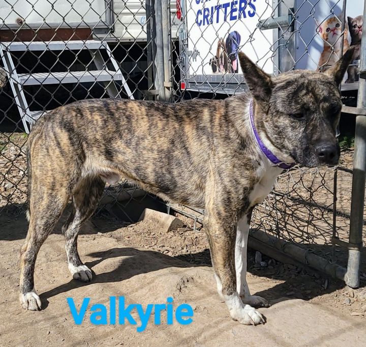 Valkyrie, an adoptable Akita Mix in Madras, OR_image-5