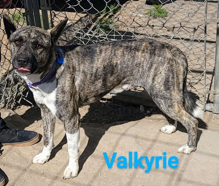 Valkyrie, an adoptable Akita Mix in Madras, OR_image-6