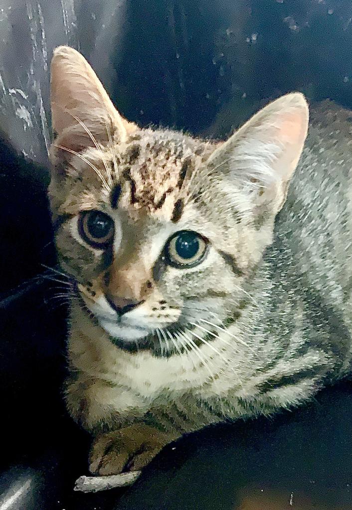 Rogue, an adoptable Domestic Short Hair in Berlin, MD, 21811 | Photo Image 2