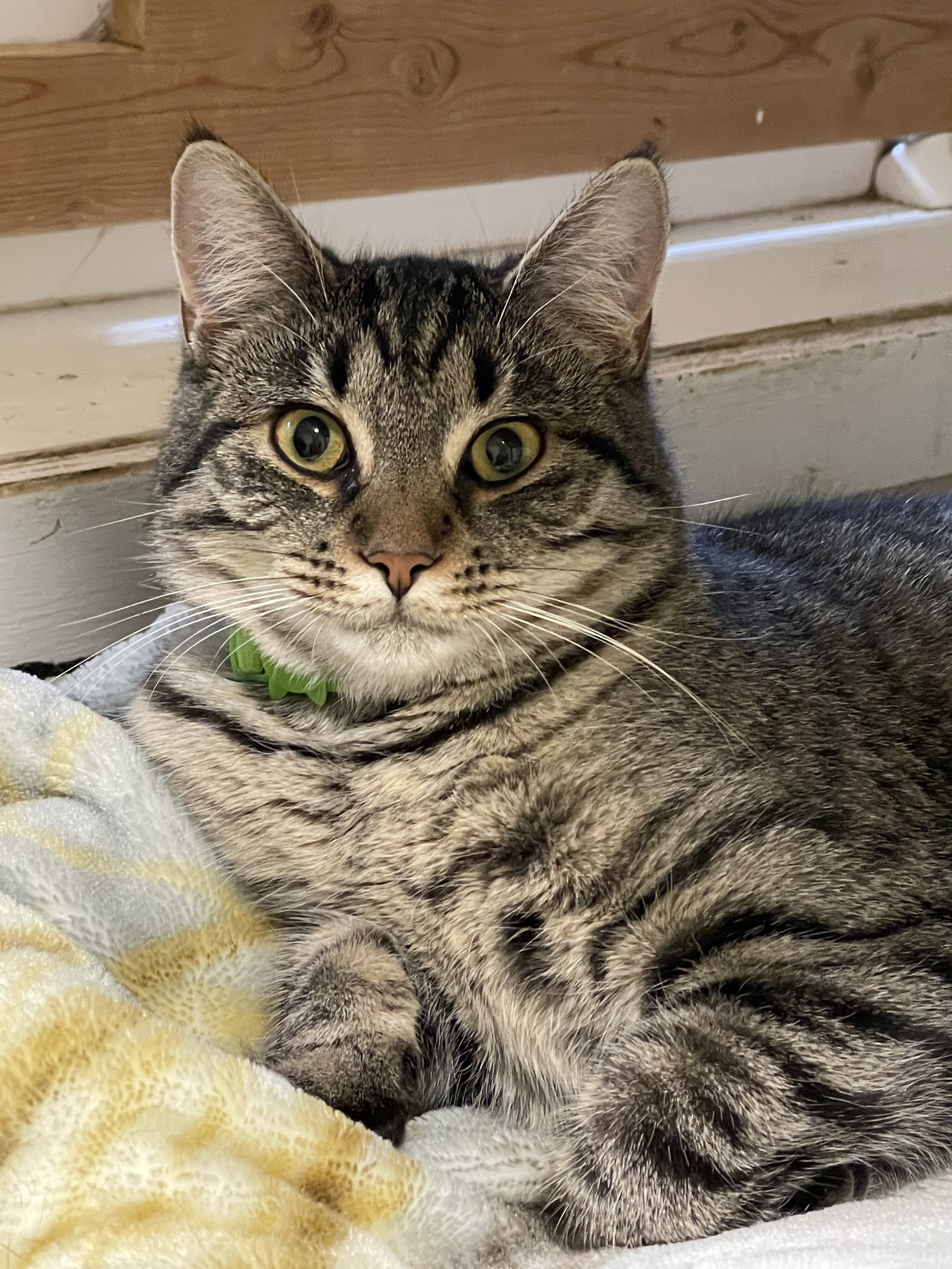 Rogue, an adoptable Domestic Short Hair in Berlin, MD, 21811 | Photo Image 1