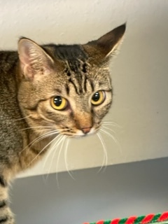 Glitter is very loving and a cuddler She loves meeting new people and new kitties She is the matri
