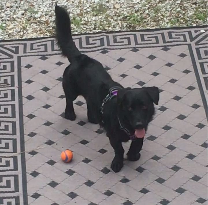 Dog for adoption Bjorn , a Basset Hound & Labrador