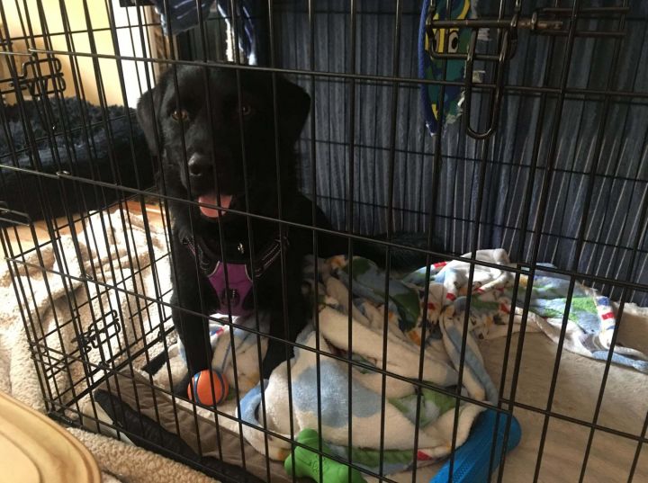 Dog for adoption Bjorn , a Basset Hound & Labrador