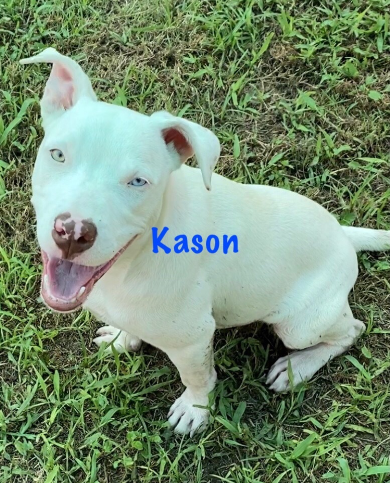 Dog for adoption Kason, an American Staffordshire