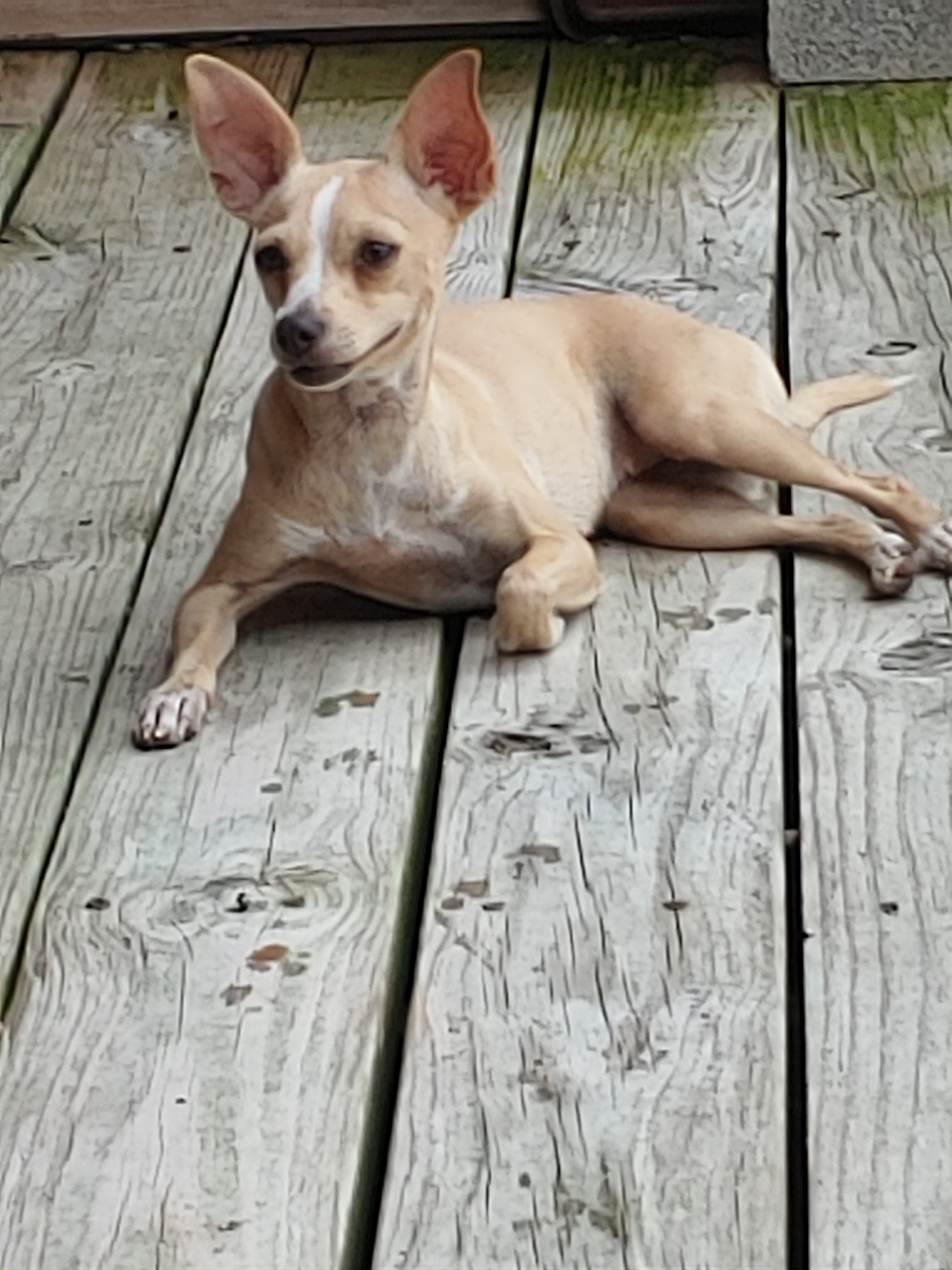 Ricah, an adoptable Chihuahua in Blanco, TX, 78606 | Photo Image 1