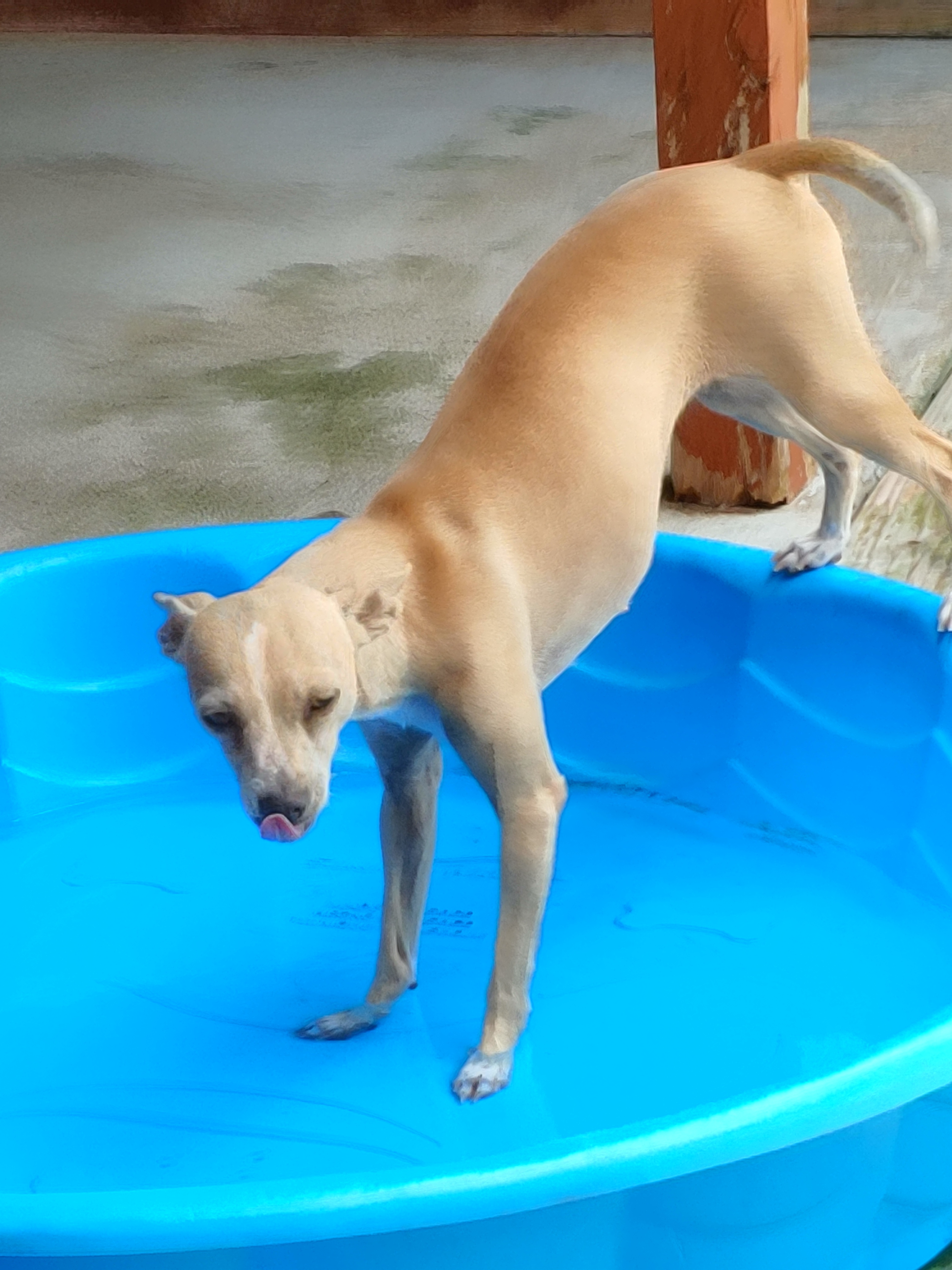 Ricah, an adoptable Chihuahua in Blanco, TX, 78606 | Photo Image 2