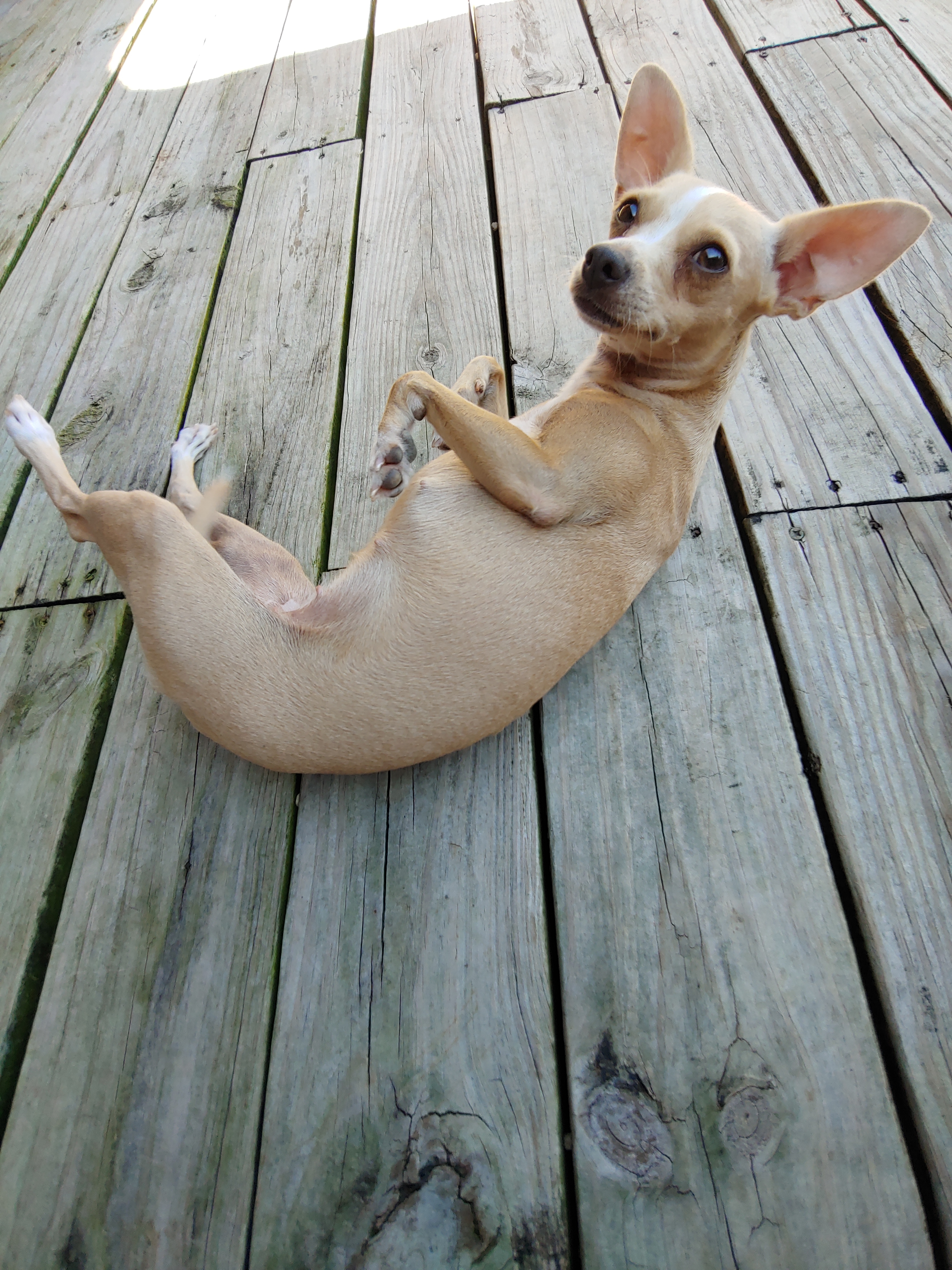Ricah, an adoptable Chihuahua in Blanco, TX, 78606 | Photo Image 4