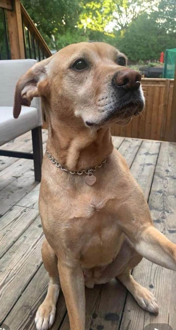 Kella (20210727-01), an adoptable Labrador Retriever in Niagara Falls, ON, L2E 5J4 | Photo Image 2