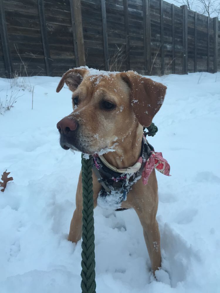 Kella (20210727-01), an adoptable Labrador Retriever in Niagara Falls, ON, L2E 5J4 | Photo Image 3