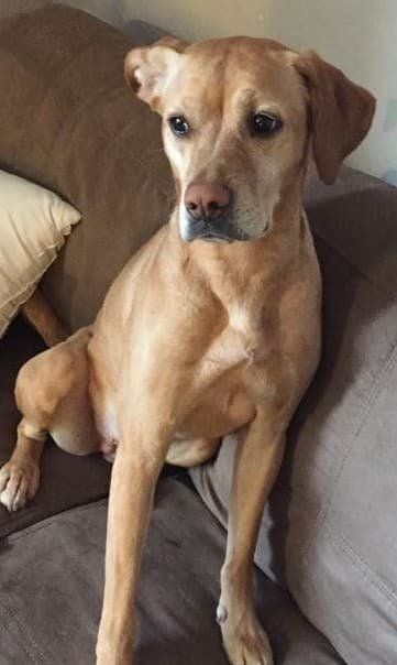 Kella (20210727-01), an adoptable Labrador Retriever in Niagara Falls, ON, L2E 5J4 | Photo Image 4
