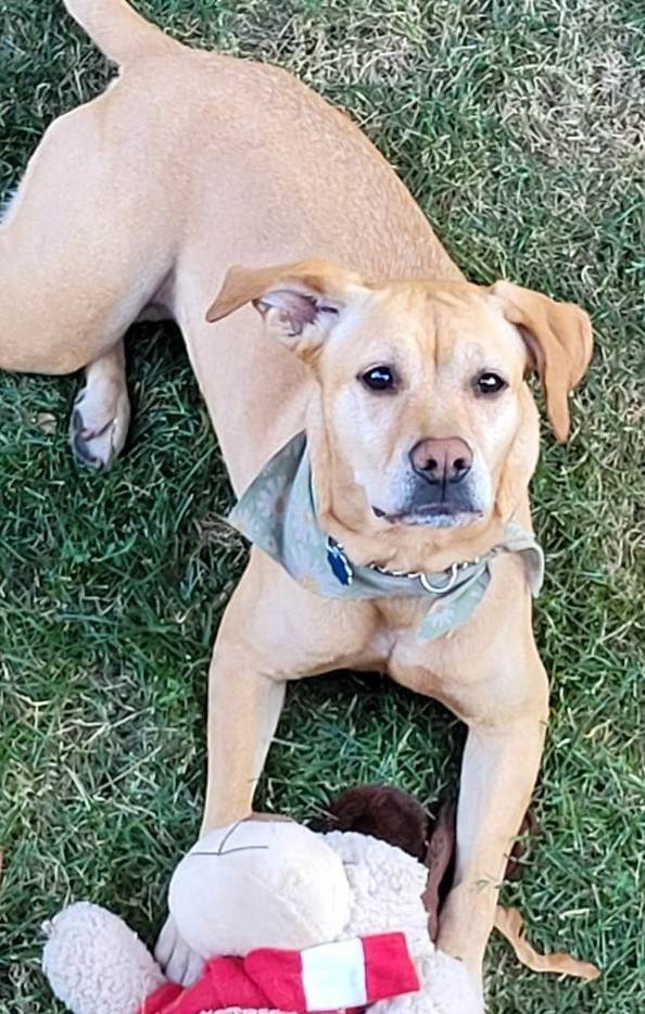Kella (20210727-01), an adoptable Labrador Retriever in Niagara Falls, ON, L2E 5J4 | Photo Image 1