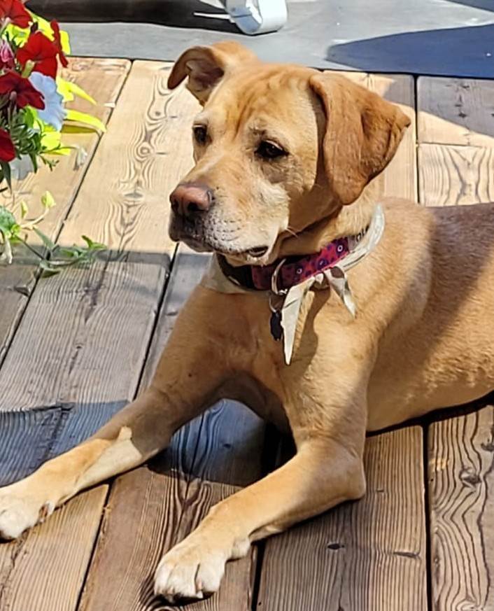 Kella (20210727-01), an adoptable Labrador Retriever in Niagara Falls, ON, L2E 5J4 | Photo Image 5