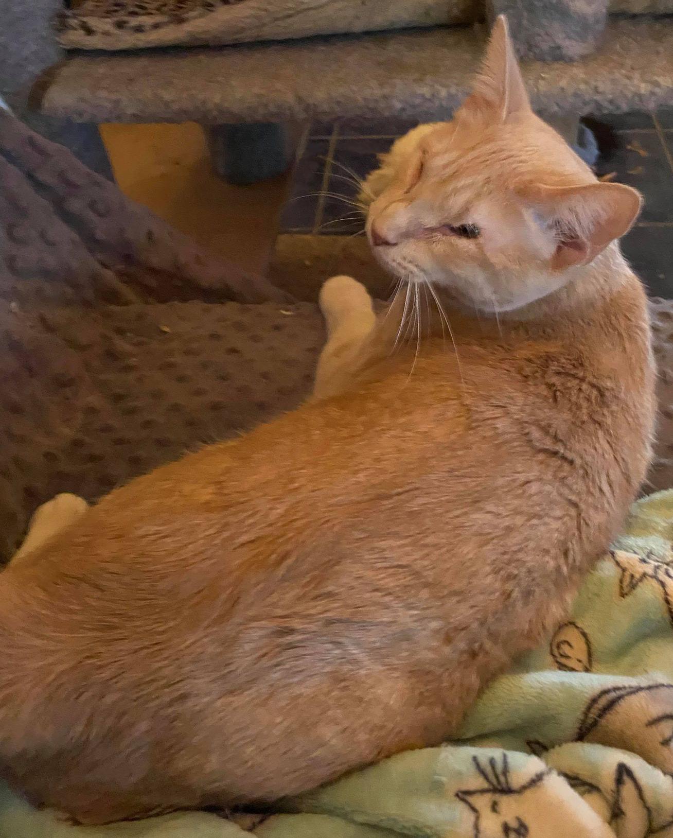 BashfulHeart Bear, an adoptable Domestic Short Hair in Phoenix, AZ, 85023 | Photo Image 1