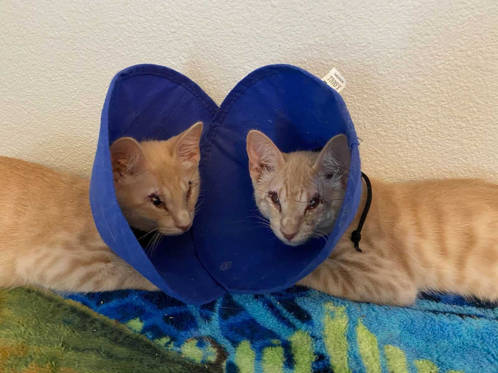 BashfulHeart Bear, an adoptable Domestic Short Hair in Phoenix, AZ, 85023 | Photo Image 2