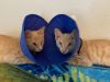 BashfulHeart Bear photo 2