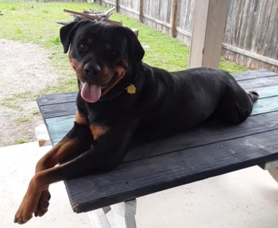 Max, an adoptable Rottweiler in San Antonio, TX, 78251 | Photo Image 1
