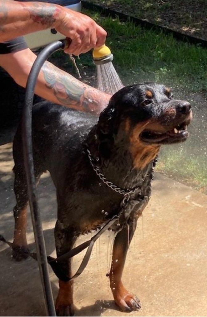 Max, an adoptable Rottweiler in San Antonio, TX, 78251 | Photo Image 2