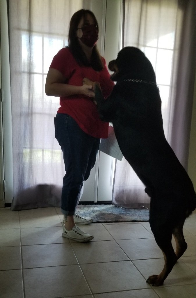 Max, an adoptable Rottweiler in San Antonio, TX, 78251 | Photo Image 3