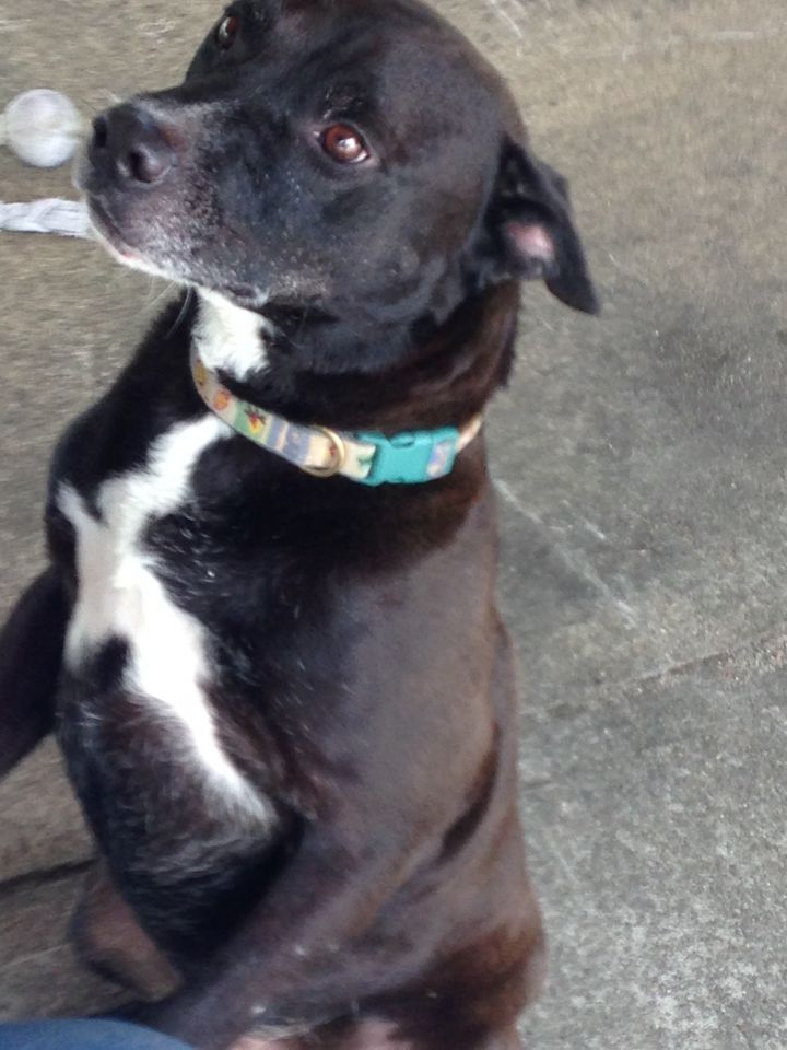 Baxter, an adopted Labrador Retriever & Rottweiler Mix in Waynesburg, PA_image-5