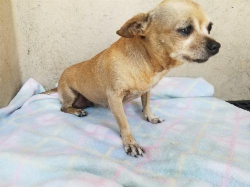 I1353880, an adoptable Chihuahua in Pomona, CA, 91766 | Photo Image 2