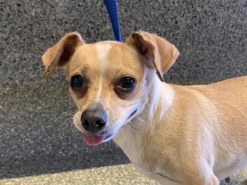 I1353893, an adoptable Chihuahua in Pomona, CA, 91766 | Photo Image 1
