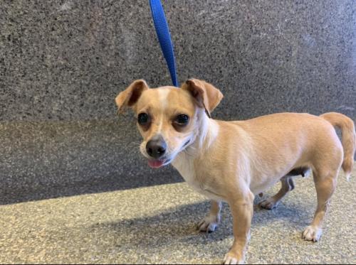 I1353893, an adoptable Chihuahua in Pomona, CA, 91766 | Photo Image 2