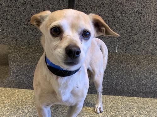 I1353894, an adoptable Chihuahua in Pomona, CA, 91766 | Photo Image 1