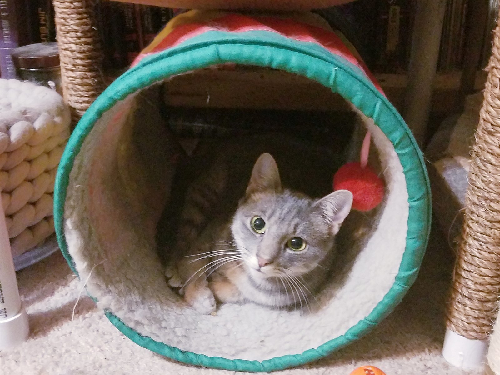 Pixel, an adoptable Tabby in Plano, TX, 75026 | Photo Image 2