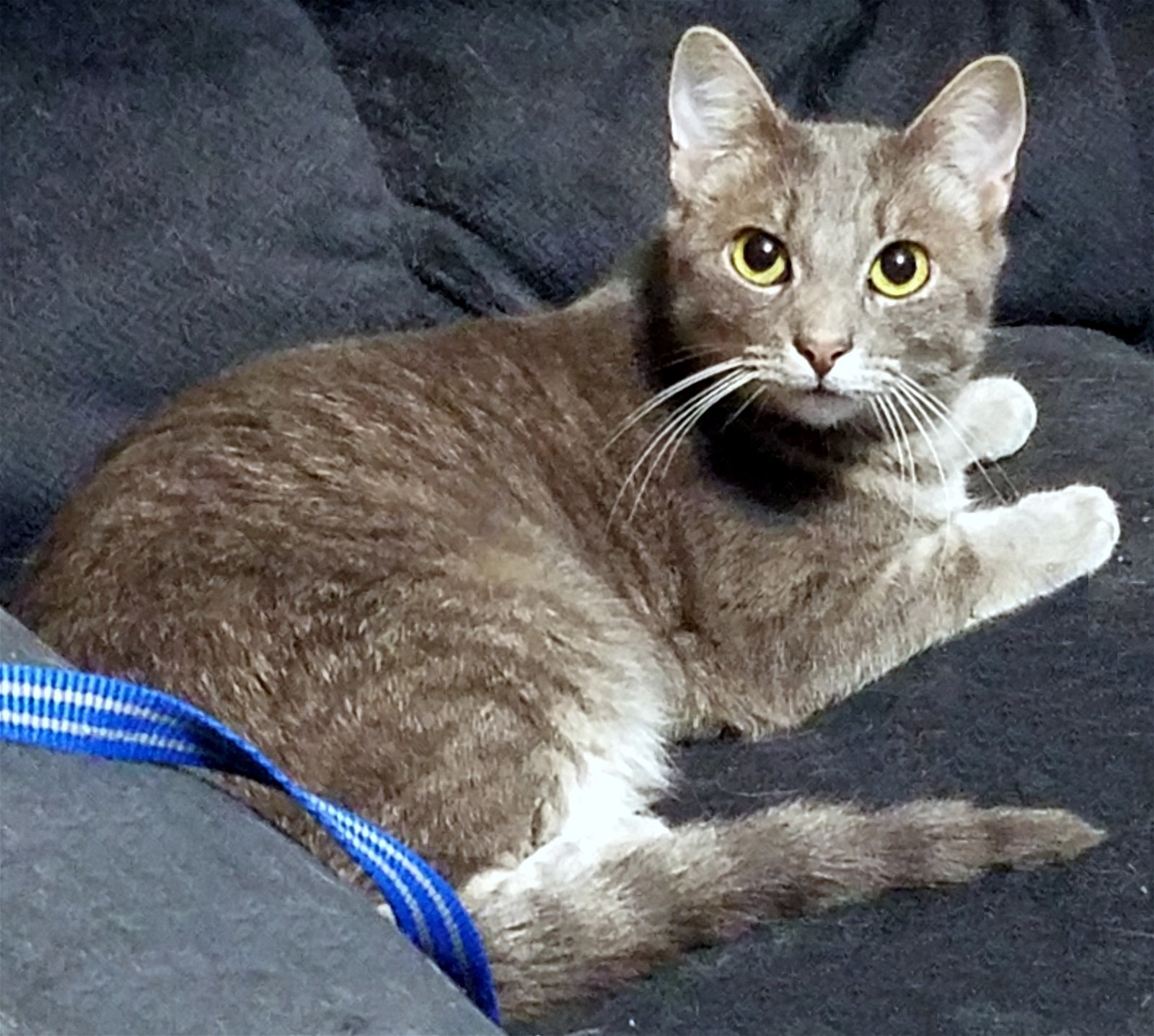 Pixel, an adoptable Tabby in Plano, TX, 75026 | Photo Image 3