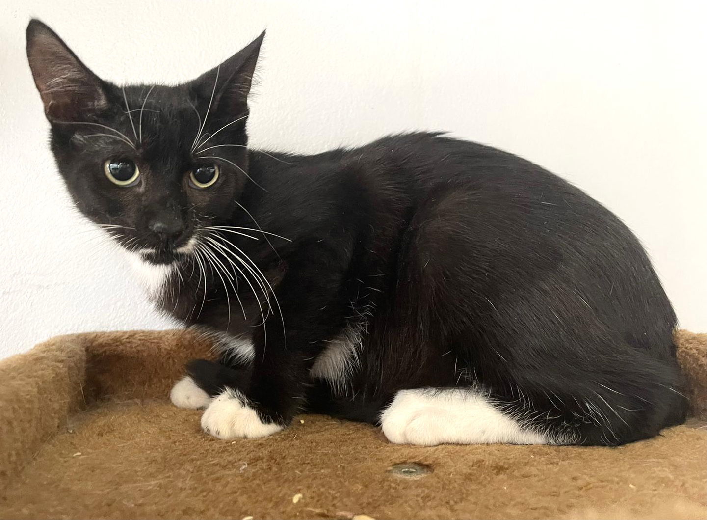 Mr. Wiskers, an adoptable Domestic Short Hair in Margate, FL, 33068 | Photo Image 1