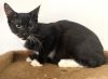 Mr. Wiskers photo 1